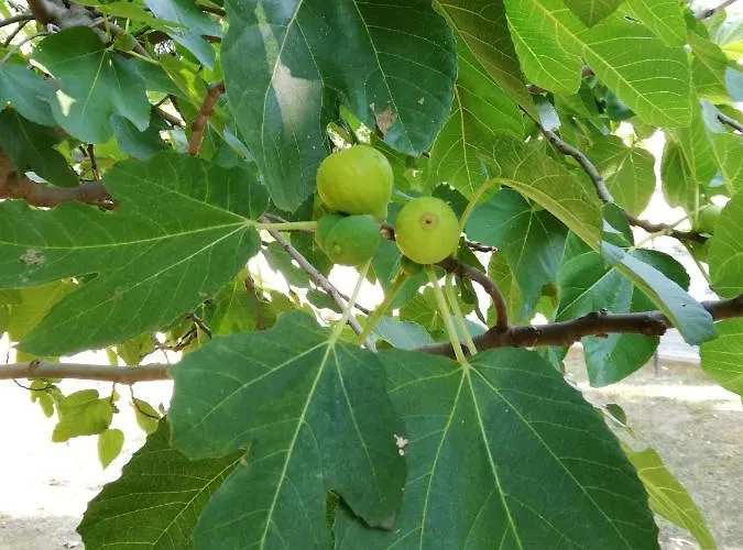 Ari Montesilvano Marina