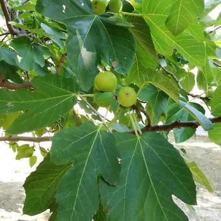 Ari Montesilvano Marina