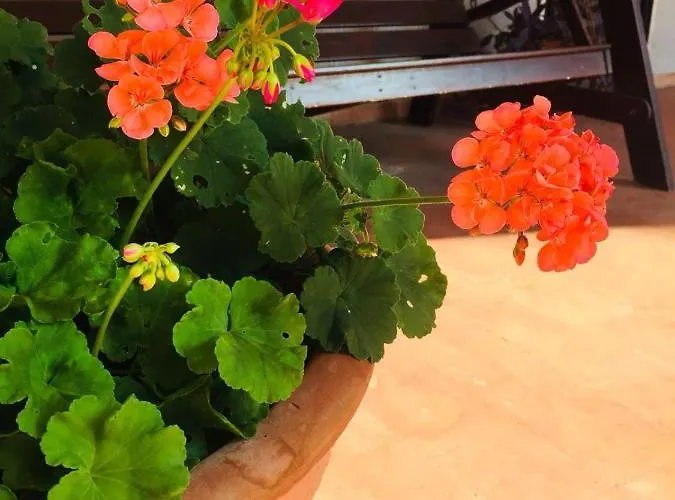 Ari Сasa de vacaciones