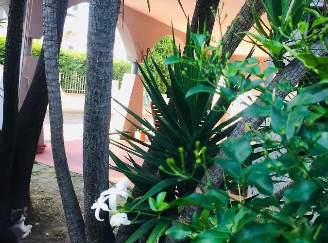 Ari Montesilvano Marina